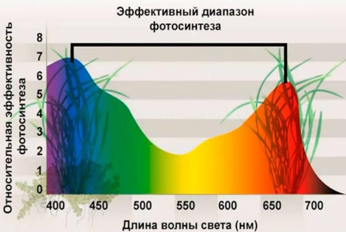 Эффективный диапазон для фотосинтеза растений.