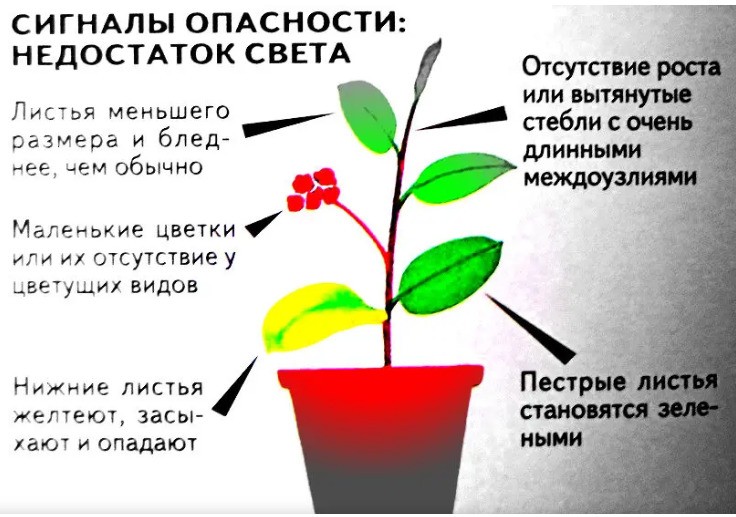 Как свет влияет на рост растений: выбор лампы для подсветки цветов