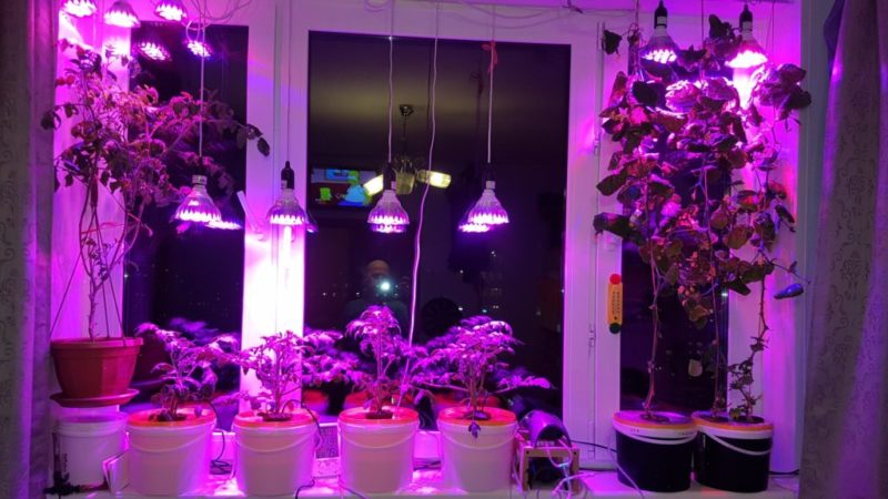 Как свет влияет на рост растений: выбор лампы для подсветки цветов